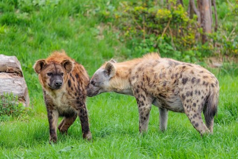 Two adult spotted hyenas (Crocuta crocuta), one male and one female, display courtship behavior