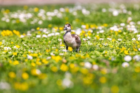 Chicks of the Nile Goose (Alopochen aegyptiaca) freshly hatched, park in spring with spring flowers