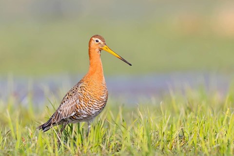 Black-tailed godwit (Limosa limosa) standing in wet meadow, snipe birds, wildlife, nature