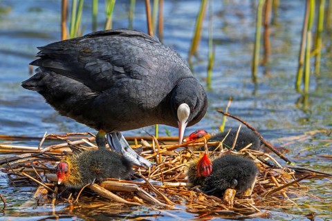 Eurasian coot, common coot (Fulica atra) parent with three chicks resting on nest in pond among