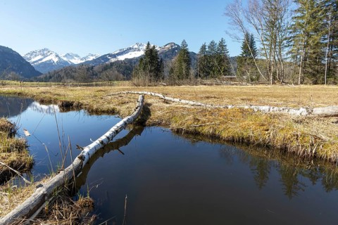 Felled tree trunk bitten by beavers (Castor fibre), beaver bite, moor pond near Oberstdorf,