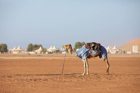 Dromedary (Camelus dromedarius) with saddle in the desert Wahiba Sands or Rimal Al Wahiba or