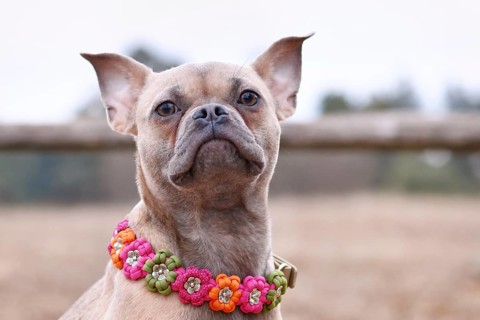 French Bulldog dog mix with paracord flower collar