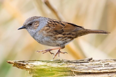Dunnock (Prunella modularis) Germany