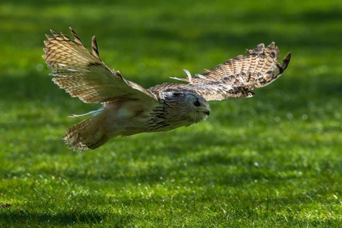 A bird of prey flies with outstretched wings just above a green meadow, Siberian Eagle Owl (Bubo