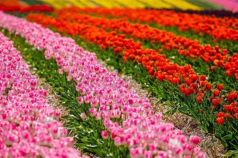 Tulips blooming in a tulip field, Grevenbroich, North Rhine-Westphalia, Germany, Europe