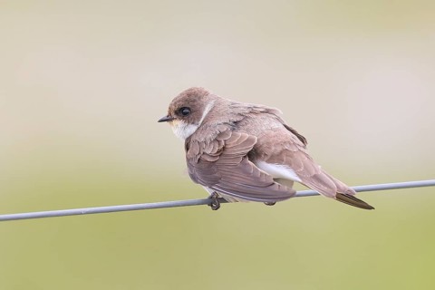 Sand martin (Riparia riparia), sitting on a wire, wildlife, animals, birds, swallows, migratory