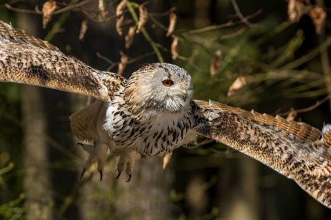 Owl in flight with outstretched wings against an autumnal forest background, Siberian Eagle Owl
