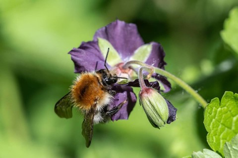 Field bumblebee (Bombus pascuorum) on cranesbill (Geranium phaeum), Emsland, Lower Saxony, Germany,