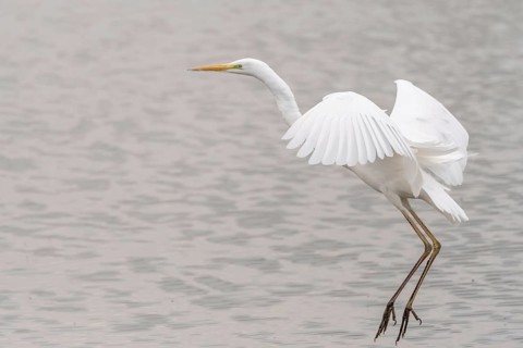 Great egret (Ardea alba) in flight in a pond. Bas Rhin, Alsace, France, Europe