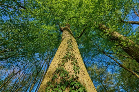 Oak (Quercus), entwined with ivy, reaching high into the blue sky, spring, Bullau nature reserve,