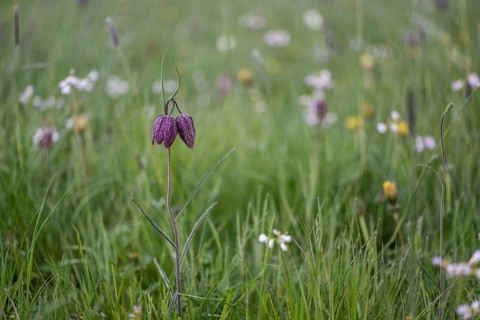 Snake's Head Fritillary (Fritillaria meleagris), Lower Saxony, Germany, Europe