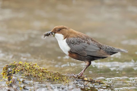 White-throated Dipper (Cinclus cinclus) on a mossy stone on the bank of a river, with caddis fly