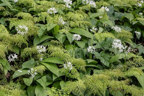 Wild garlic (Allium ursinum) and maidenhair fern (Adiantum capillus-veneris), Emsland, Lower