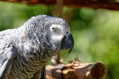 Grey parrot (Psittacus erithacus timneh), adult on tree, animal portrait, occurrence Central Africa