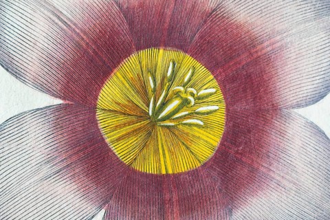 Red and white tulip blossom (Tulipa), hand-coloured copperplate engraving by Basilius Besler, from