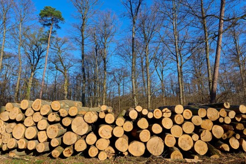 Pile of cut tree trunks in a wintry forest under a clear blue sky, Rote Lache nature reserve by