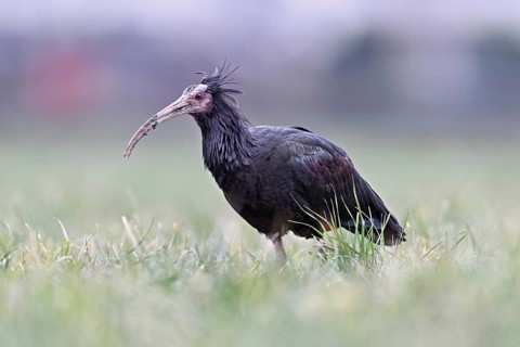 Northern bald ibis (Geronticus eremita), foraging in a meadow, Canton Zug, Switzerland, Europe