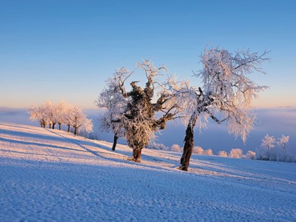 Trees in the rough in the light of the rising sun, behind the sea of fog over the Reuss valley,