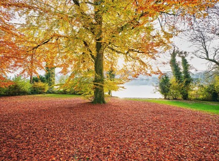 Autumn-coloured copper beech (Fagus sylvatica), in the light of the setting sun, Hallwilersee,