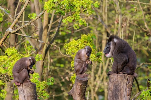 Three Drills (Mandrillus leucophaeus), a male and two females, sit high up on the three stumps of a
