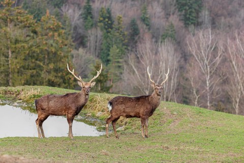 Two Japanese sika deer stags (Cervus nippon nippon) stand attentively in a meadow in hilly terrain