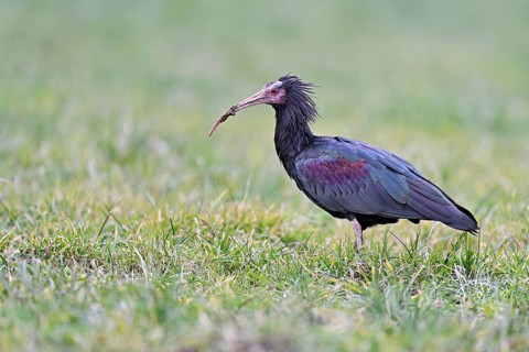 Northern bald ibis (Geronticus eremita), foraging in a meadow, Canton Zug, Switzerland, Europe