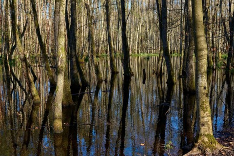 Alluvial forest reflection of trees in swampy forest water, alders, spring, nature reserve Rote