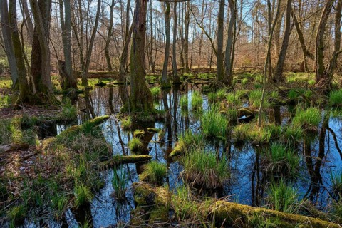 A quiet alluvial forest with moss-covered tree trunks and reflecting water in the morning light,