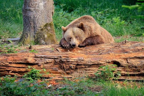 Eurasian brown bear (Ursus arctos arctos), half-grown young, resting, tree trunk, in summer,