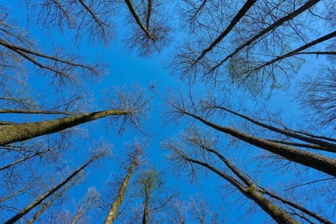 View upwards through tall, leafless alder trees in a forest against a clear blue sky, spring,