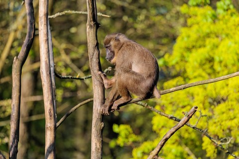A female Drill (Mandrillus leucophaeus) sits high up in a tree and enjoys the early sunlight. A