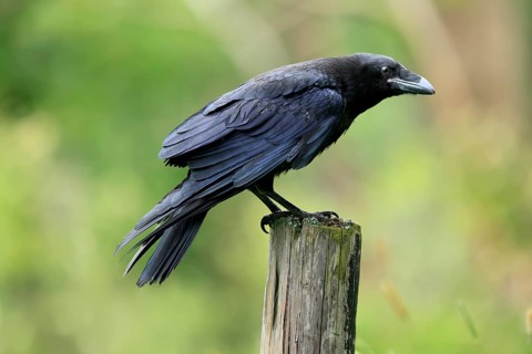 Raven (Corvus corax), adult, in summer, perch, vigilant, Šumava, Czech Republic, Europe