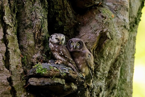 Great Horned Owl (Aegolius funereus), Great Horned Owl, adult, juvenile, on tree, on guard,