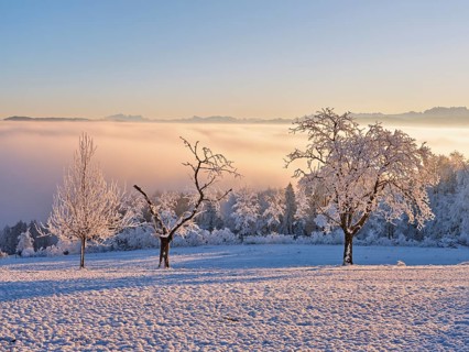 Trees in the rough in the light of the rising sun, behind the sea of fog over the Reuss valley,