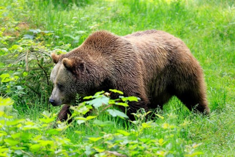 Eurasian brown bear (Ursus arctos arctos), half-grown young, alert, meadow, in summer, running,