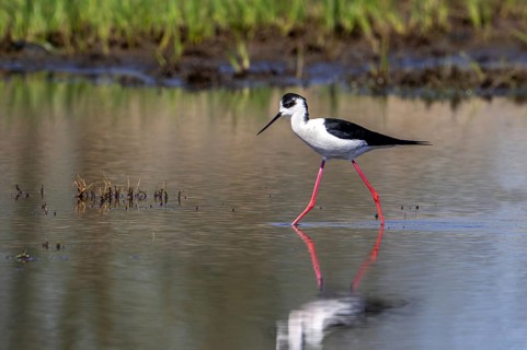 Black-winged stilt (Himantopus himantopus) adult male foraging in shallow water at wetland in