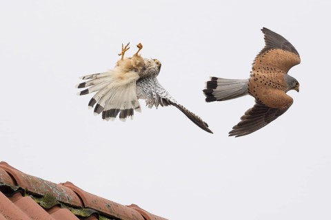 Aerial fight of two male kestrels (Falco tinnunculus) over a tiled roof, territorial dispute,