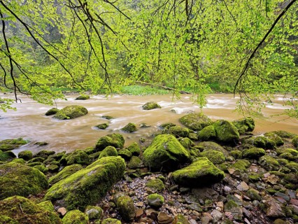 European beech trees shedding leaves, in the foreground moss-covered stones on the river Sihl,