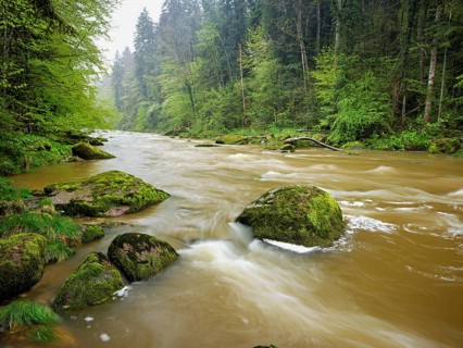 European beech trees shedding leaves, in the foreground moss-covered stones on the river Sihl,