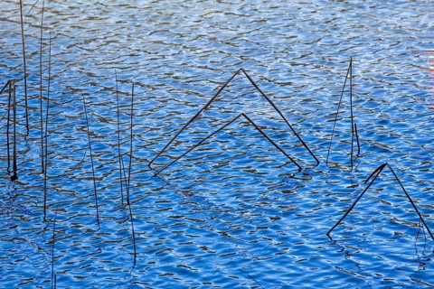 Reeds in the blue water of the Schwansee, Schwangau, Ostallgäu, Allgäu, Bavaria Germany
