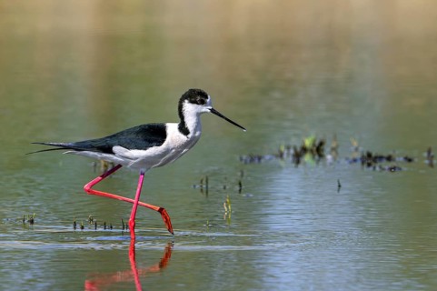 Black-winged stilt (Himantopus himantopus) adult male foraging in shallow water of pond at wetland