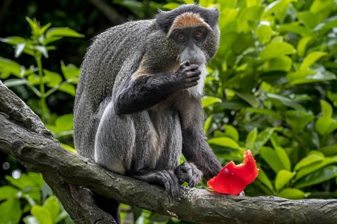 De Brazza's monkey (Cercopithecus neglectus) native to Central Africa, eating fruit in tree
