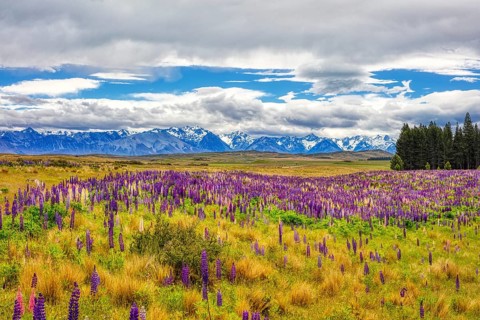 Lupinen (Lupinus), Highway 8, Otago, Neuseeland