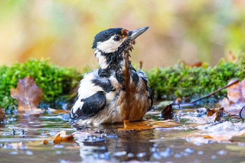 Great spotted woodpecker (Dendrocopus major) female bathing, Germany, Europe