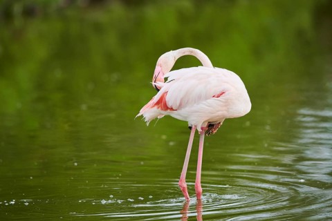 Greater Flamingo (Phoenicopterus roseus) walking in the water, Parc Naturel Regional de Camargue,