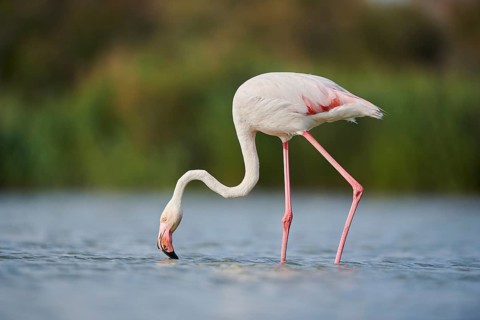 Greater Flamingo (Phoenicopterus roseus) walking in the water, Parc Naturel Regional de Camargue,