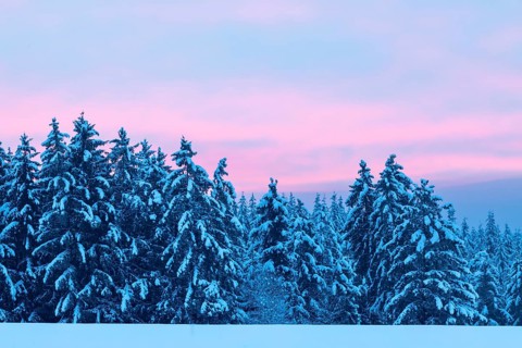 Winter spruce (Picea) (Pinaceae) forest, pine family, snow, winter, dawn, Leibertingen, Danube