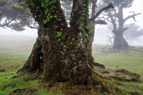 Laurel trees overgrown with moss and plants in the mist, old laurel forest (Laurisilva), stinkwood