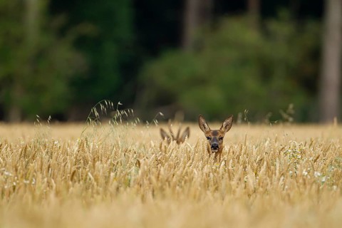 Roe deer (Capreolus capreolus) adult female in a farmland wheat field with a roebuck in the